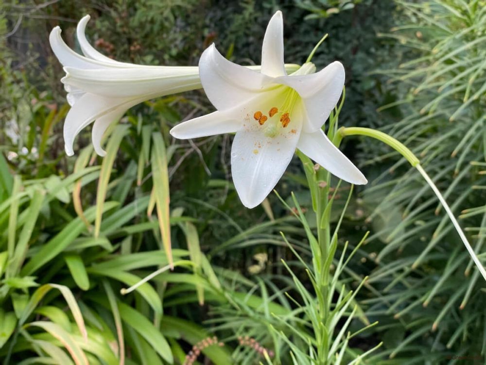 タカサゴユリ 高砂百合