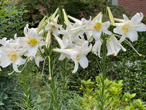 タカサゴユリとは 繁殖したら駆除すべき テッポウユリとの違い 育て方 花言葉は Greensnap グリーンスナップ