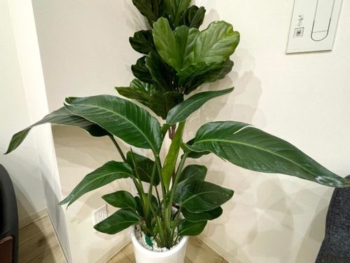 ストレリチア 極楽鳥花 の育て方 植え替えや水やり頻度は 花が咲かない原因は Greensnap グリーンスナップ