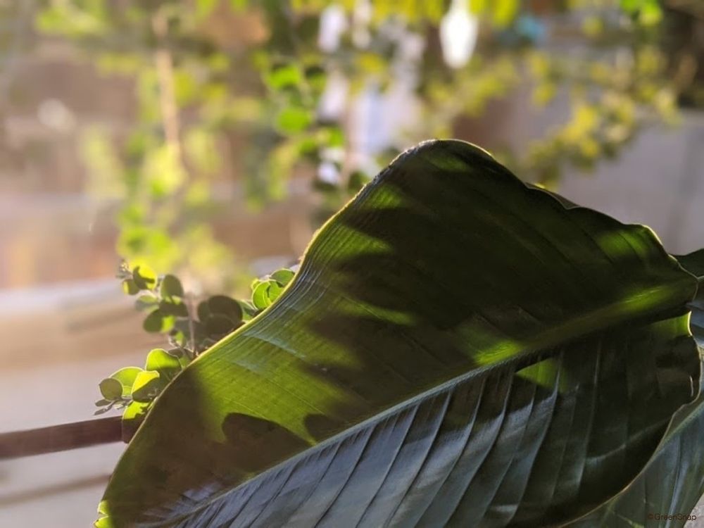 ストレリチア・オーガスタ