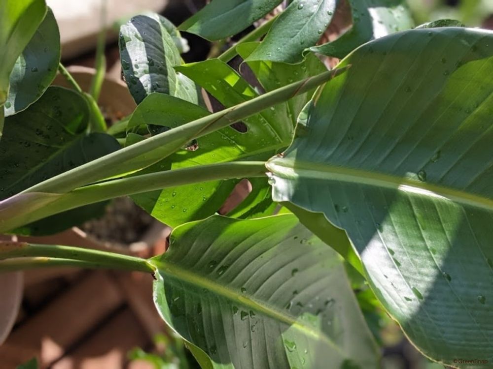 ストレリチア・オーガスタ