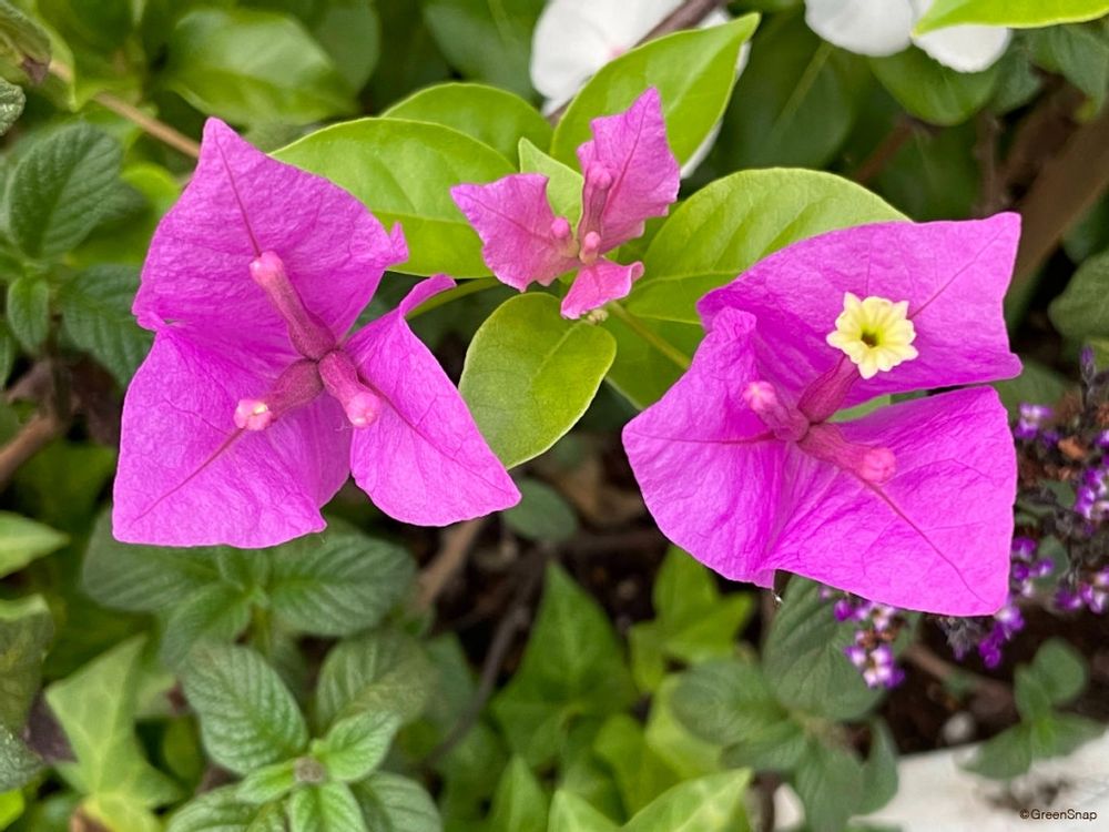 ブーゲンビリア　ブーゲンビレア