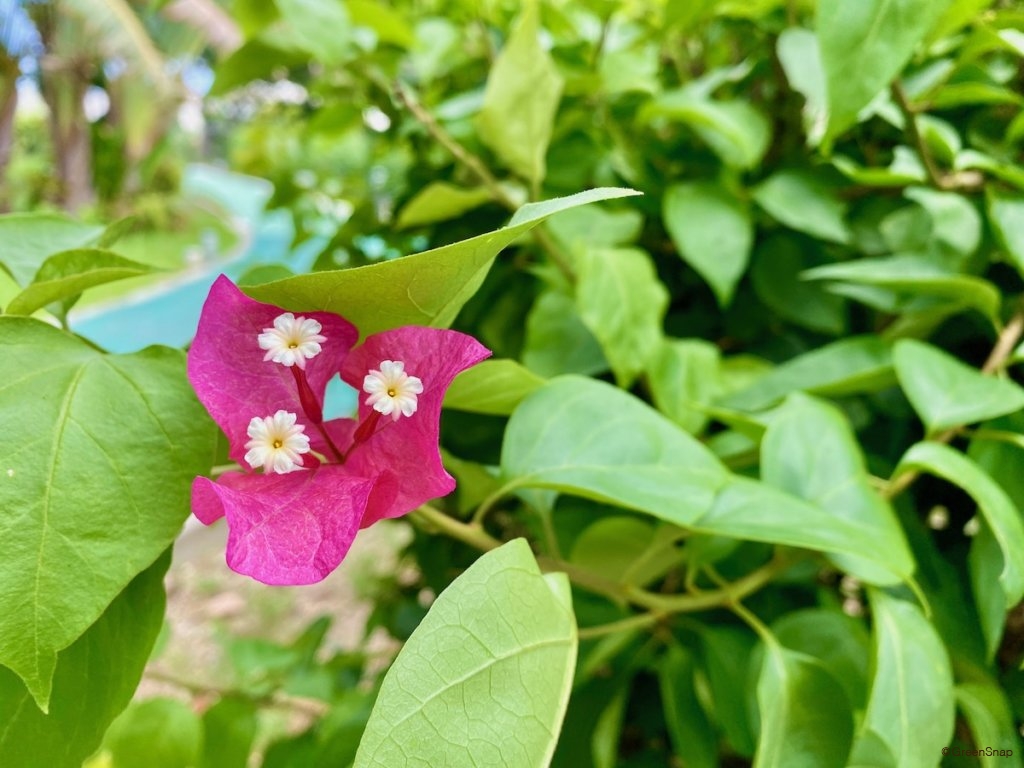 ブーゲンビリアの花言葉 色別の意味や特徴 種類は 情熱的な意味もある Greensnap グリーンスナップ