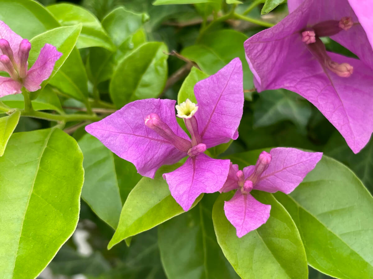 ブーゲンビリアの花言葉 色別の意味や特徴 種類は 情熱的な意味もある Greensnap グリーンスナップ