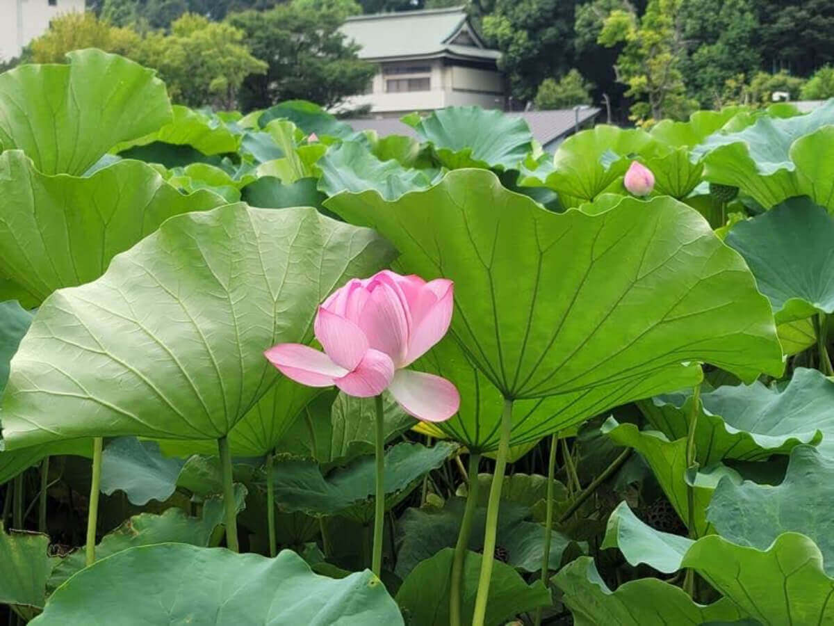 蓮(ハス)の花言葉｜花の種類や由来、怖い意味もあるの？｜🍀GreenSnap