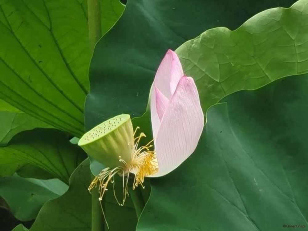 ハスの実 種ができている