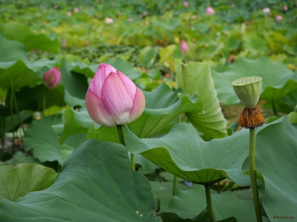 蓮 ハス の育て方 花の時期は短い 種まき 鉢植えでも栽培できる Greensnap グリーンスナップ