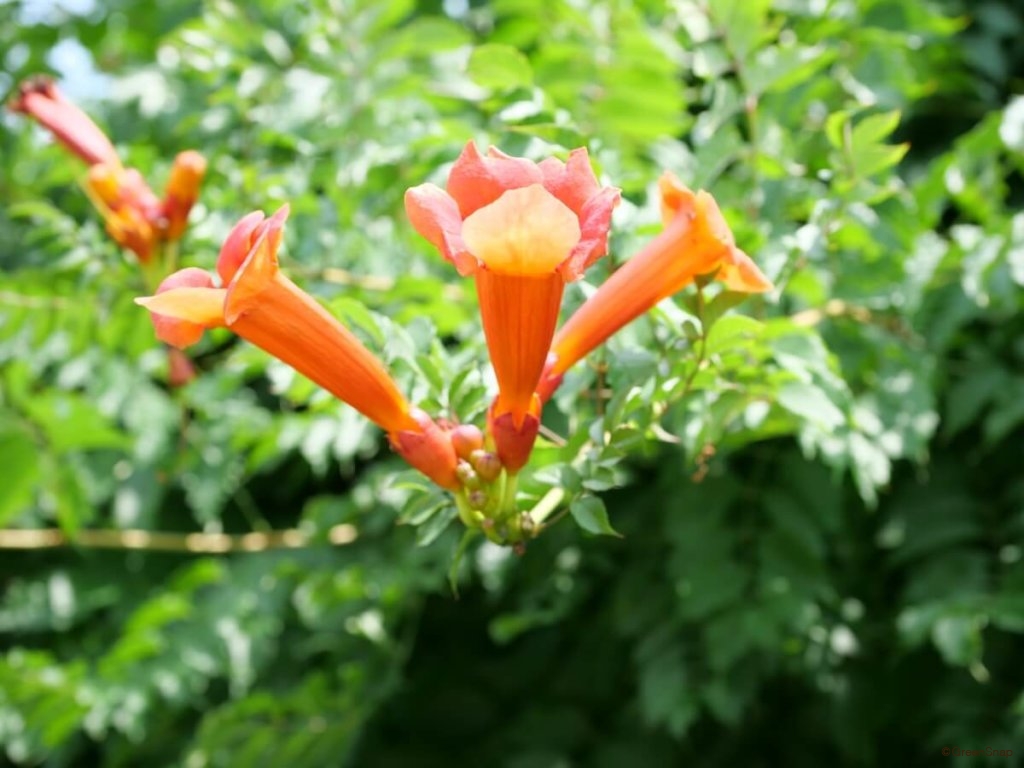 ノウゼンカズラの花言葉 由来や花の種類 毒性があるの Greensnap グリーンスナップ