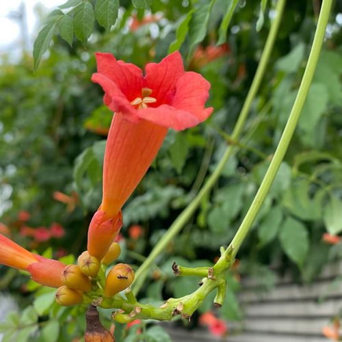 ノウゼンカズラの育て方 家に植えてはいけないって本当 Greensnap グリーンスナップ ノウゼンカズラの育て方 家に植えてはいけないって本当 Greensnap グリーンスナップ