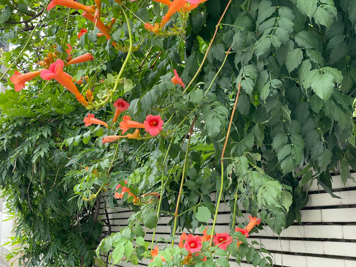 ノウゼンカズラの育て方｜家に植えてはいけないって本当？