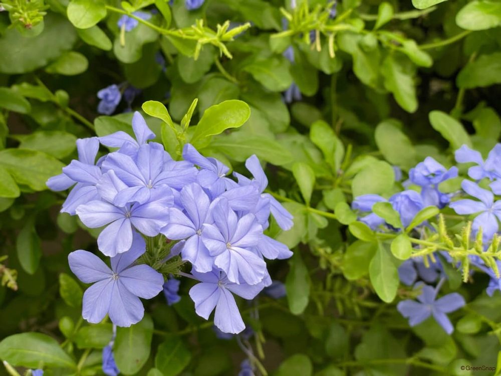 ルリマツリ プルンバゴ