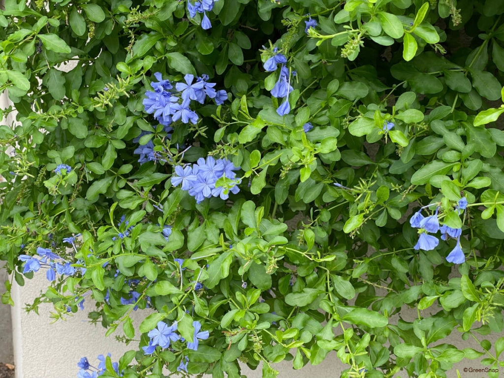 ルリマツリ(プルンバゴ)の花言葉｜種類や品種、花の特徴は