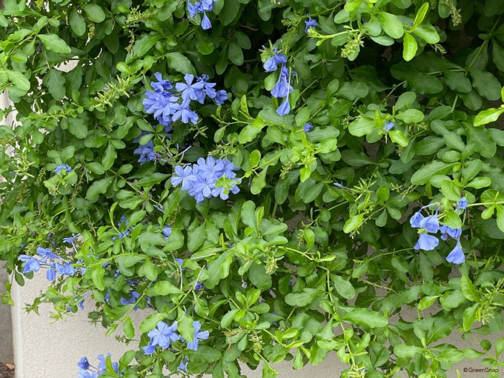 ルリマツリ プルンバゴ