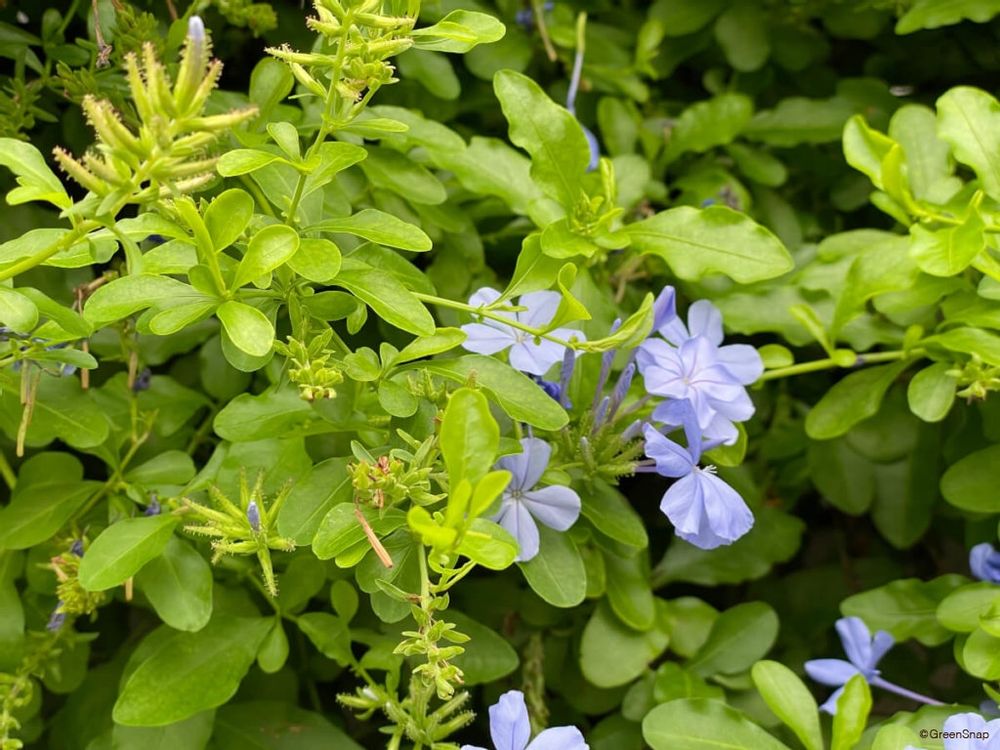 ルリマツリ プルンバゴ