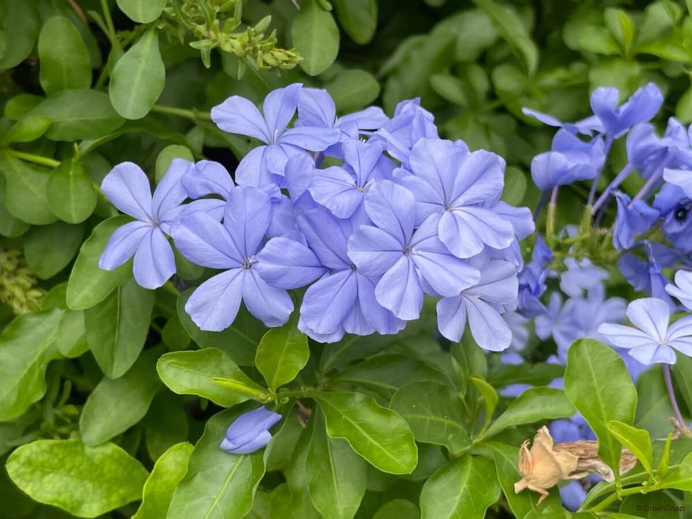 ルリマツリ プルンバゴ