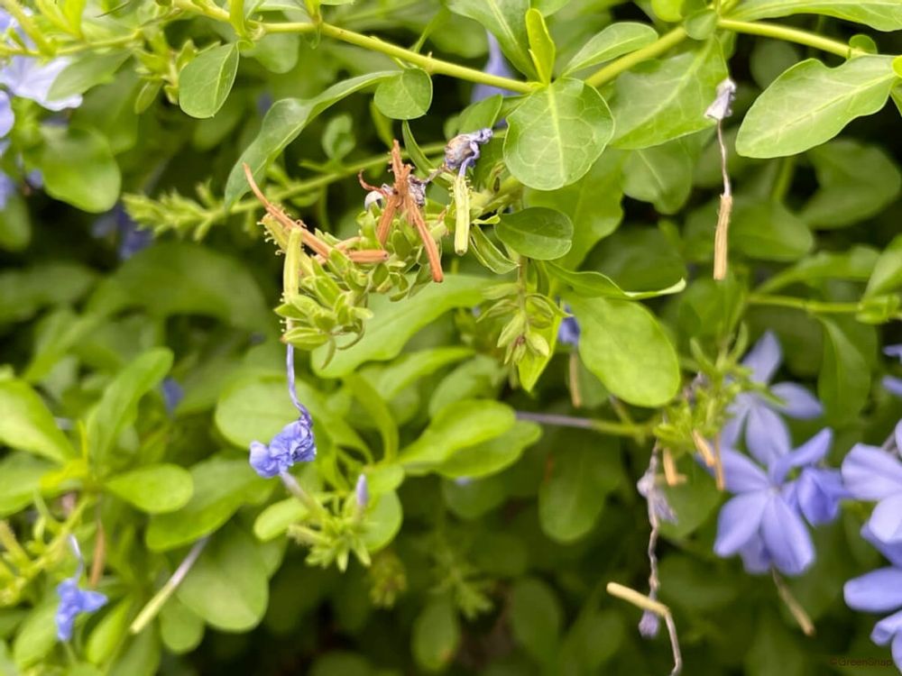 ルリマツリ プルンバゴ 枯れてる