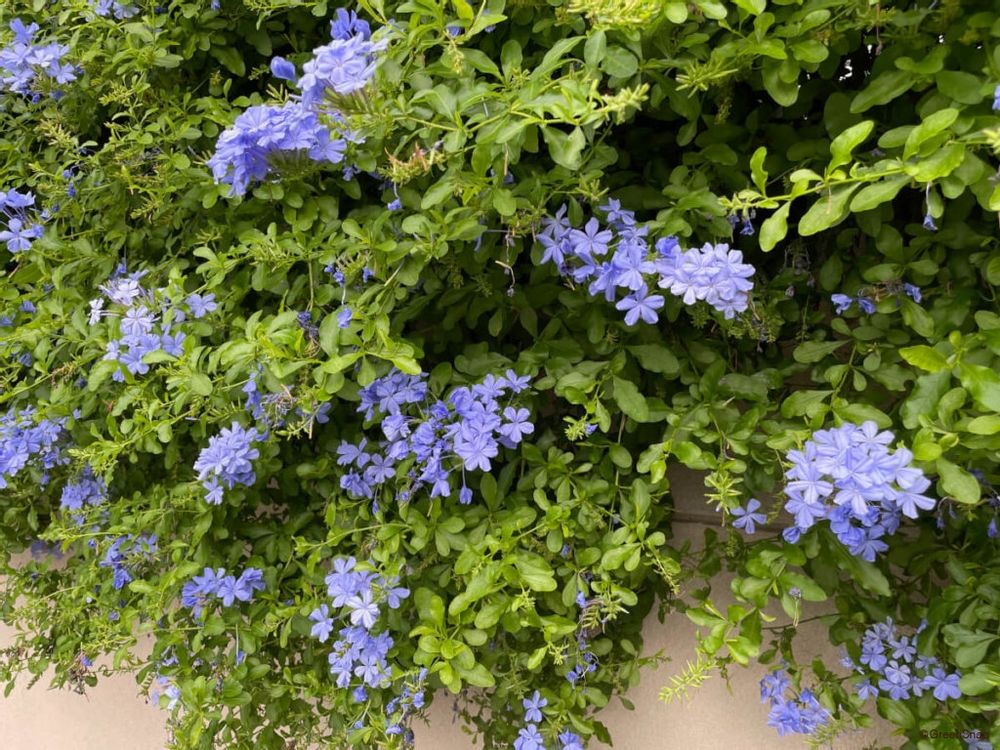 ルリマツリ プルンバゴ