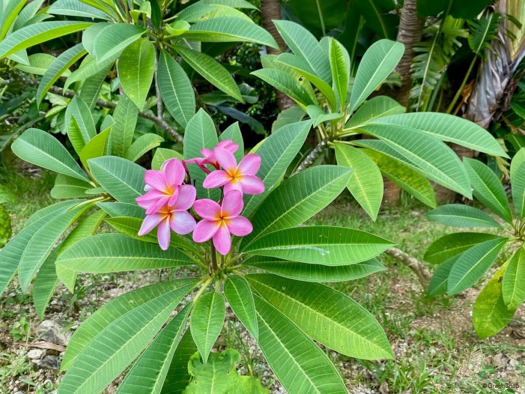 プルメリアの花言葉 怖い意味もある 色や種類 ハワイで人気のわけとは Greensnap グリーンスナップ