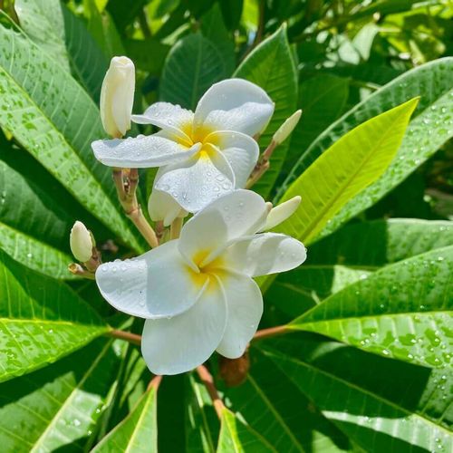 プルメリアの花言葉 怖い意味もある 色や種類 ハワイで人気のわけとは Greensnap グリーンスナップ