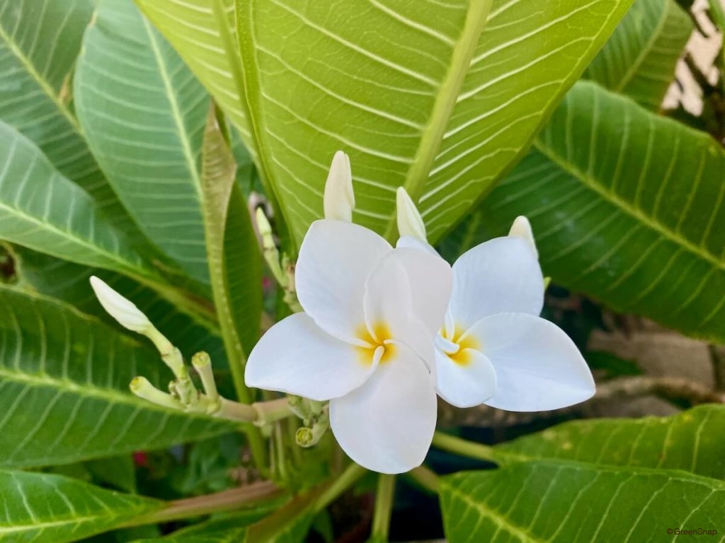 プルメリアの育て方｜植え替えや肥料のやり方は？冬越しはできるの