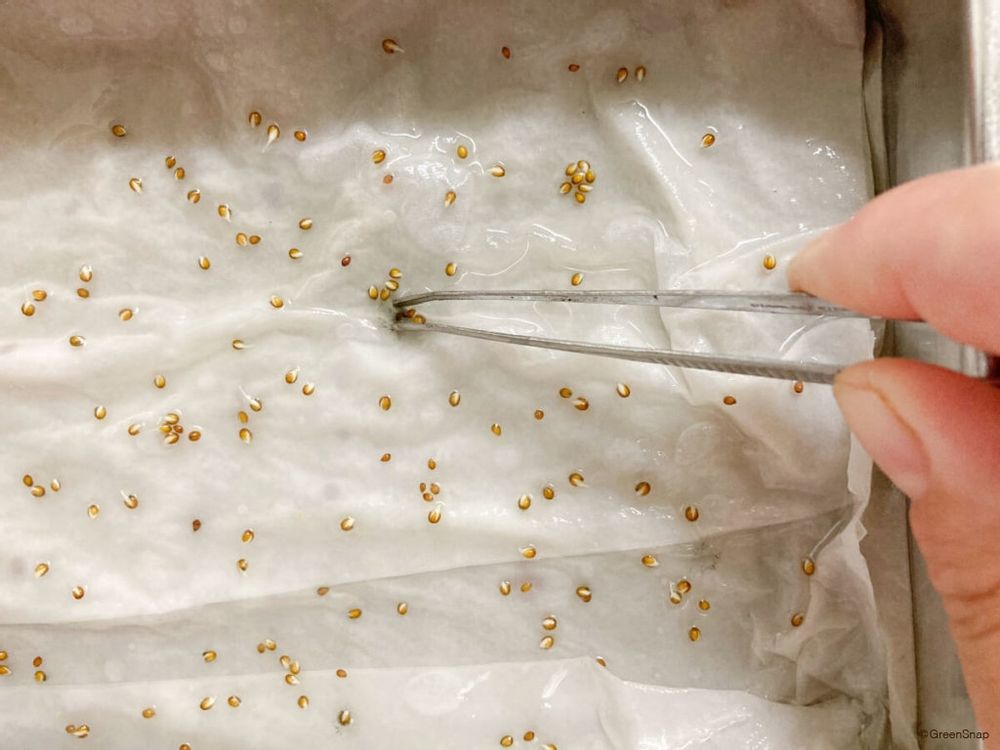 パンジーの種まき