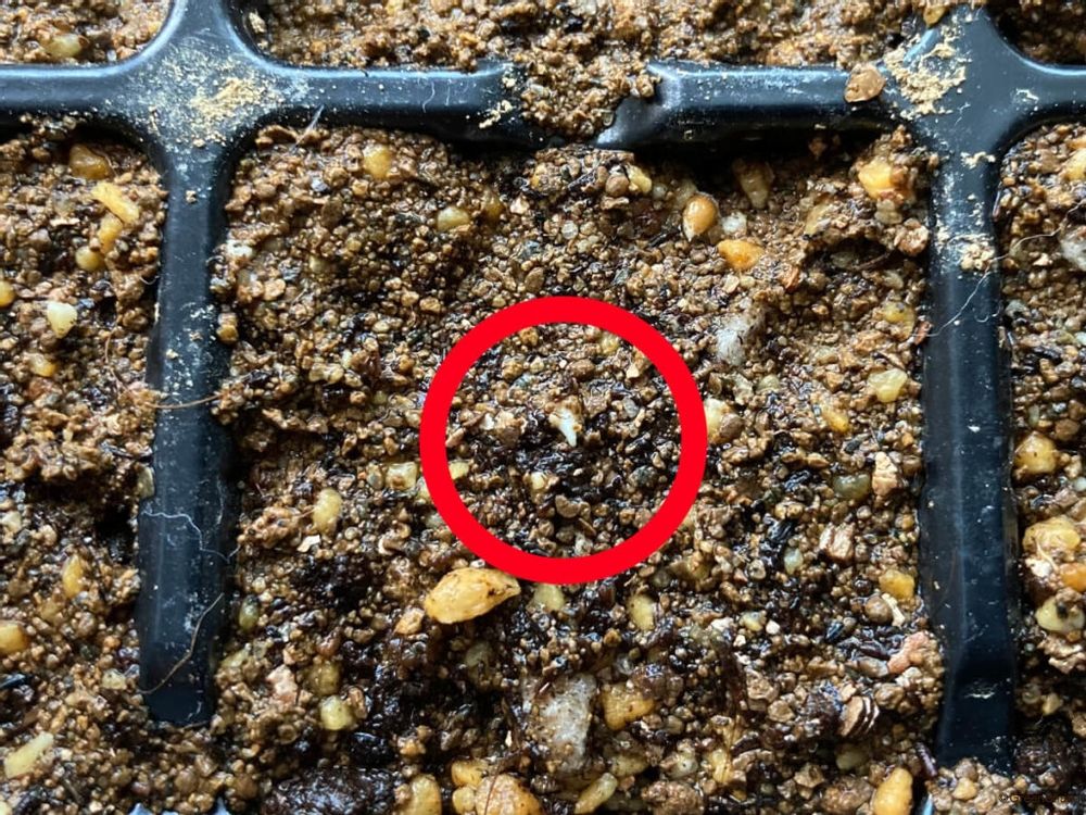 パンジーの種まき方法 発芽