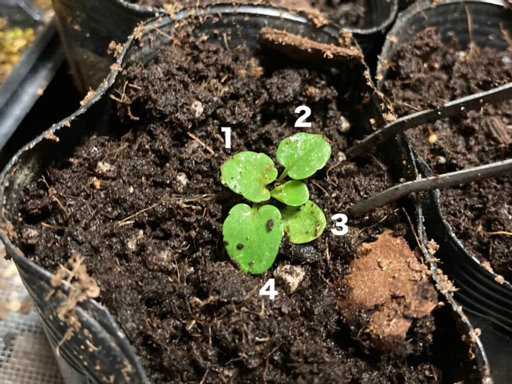 パンジーの種まき方法 本葉4枚