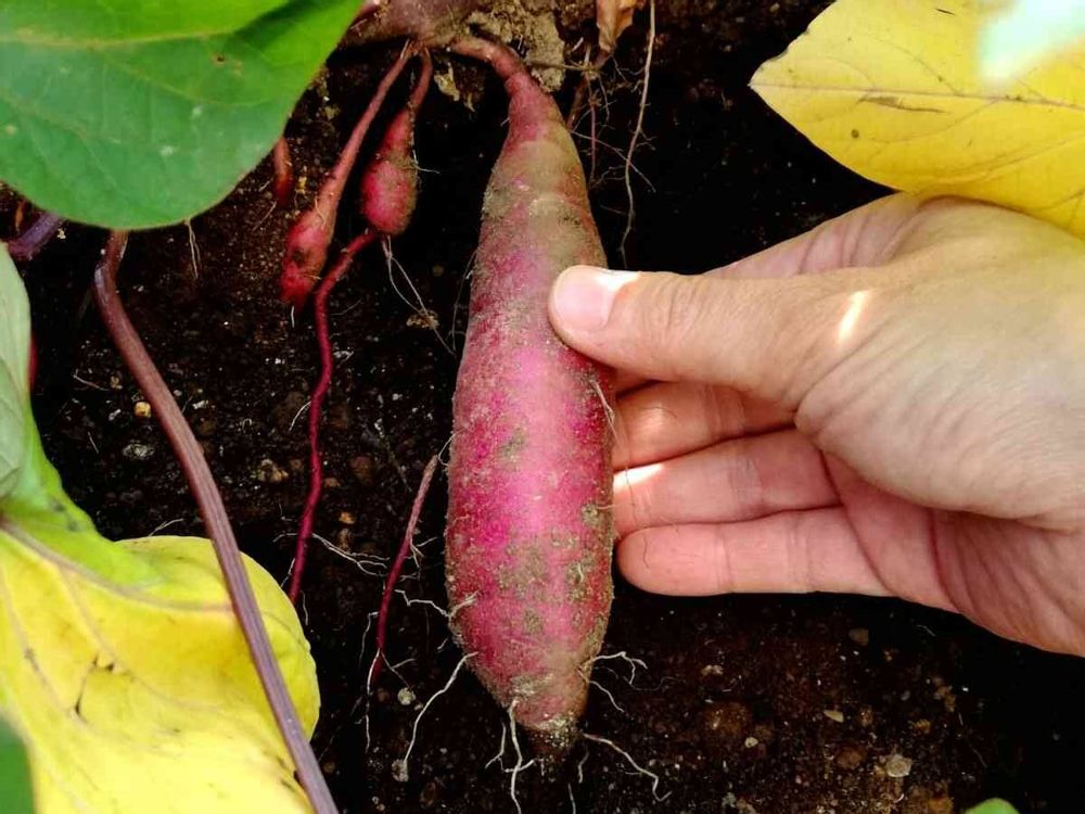 さつまいもの収穫時期　葉っぱが黄色くなった　画像