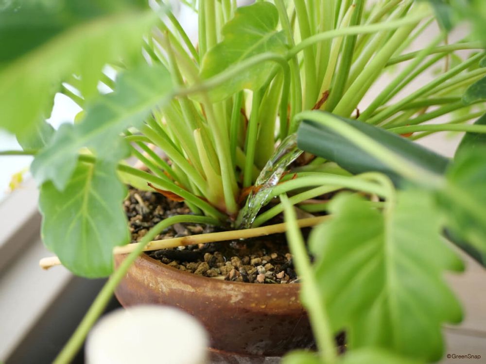 観葉植物の肥料 液体肥料の与え方