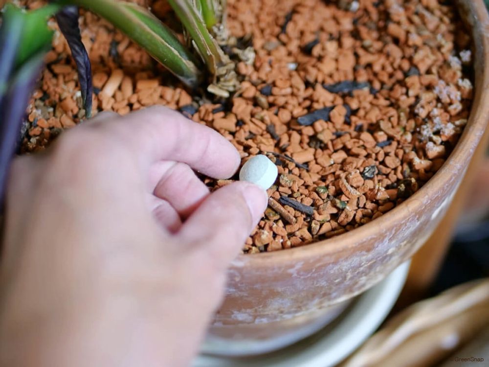 観葉植物の肥料 緩効性化成肥料の与え方