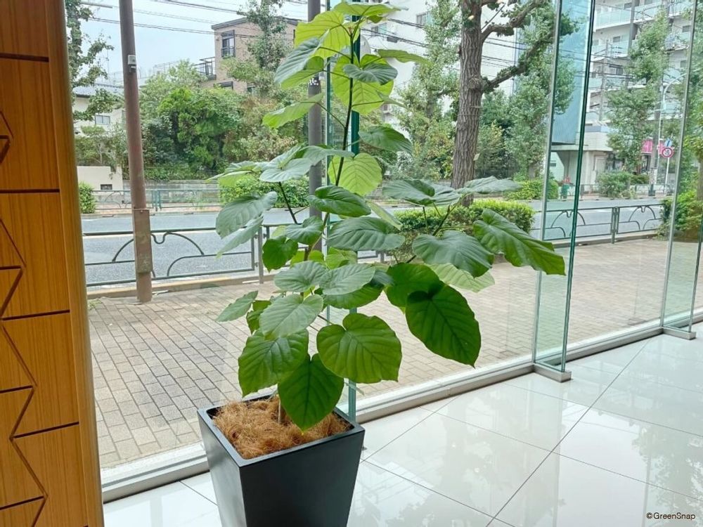 フィカス・ウンベラータ