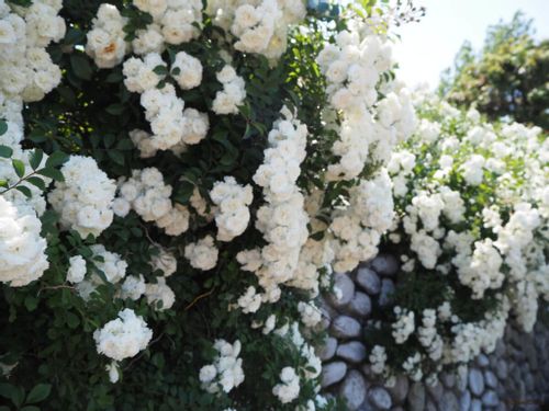 つるバラの育て方 鉢植えで小さく育てるには 植え替え時期 冬越しの方法は Greensnap グリーンスナップ