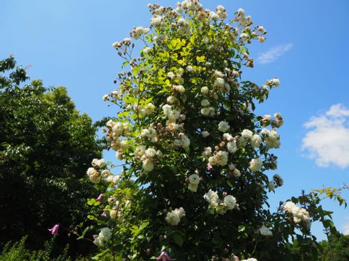 つるバラの育て方 鉢植えで小さく育てるには 植え替え時期 冬越しの方法は Greensnap グリーンスナップ
