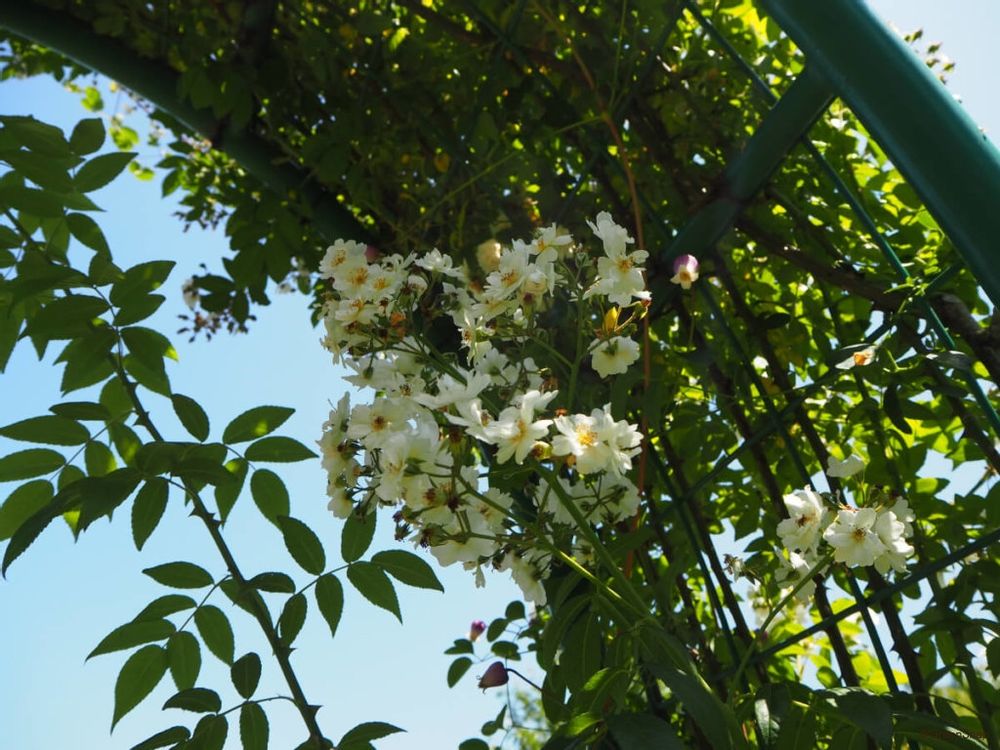 つるバラ フェンス