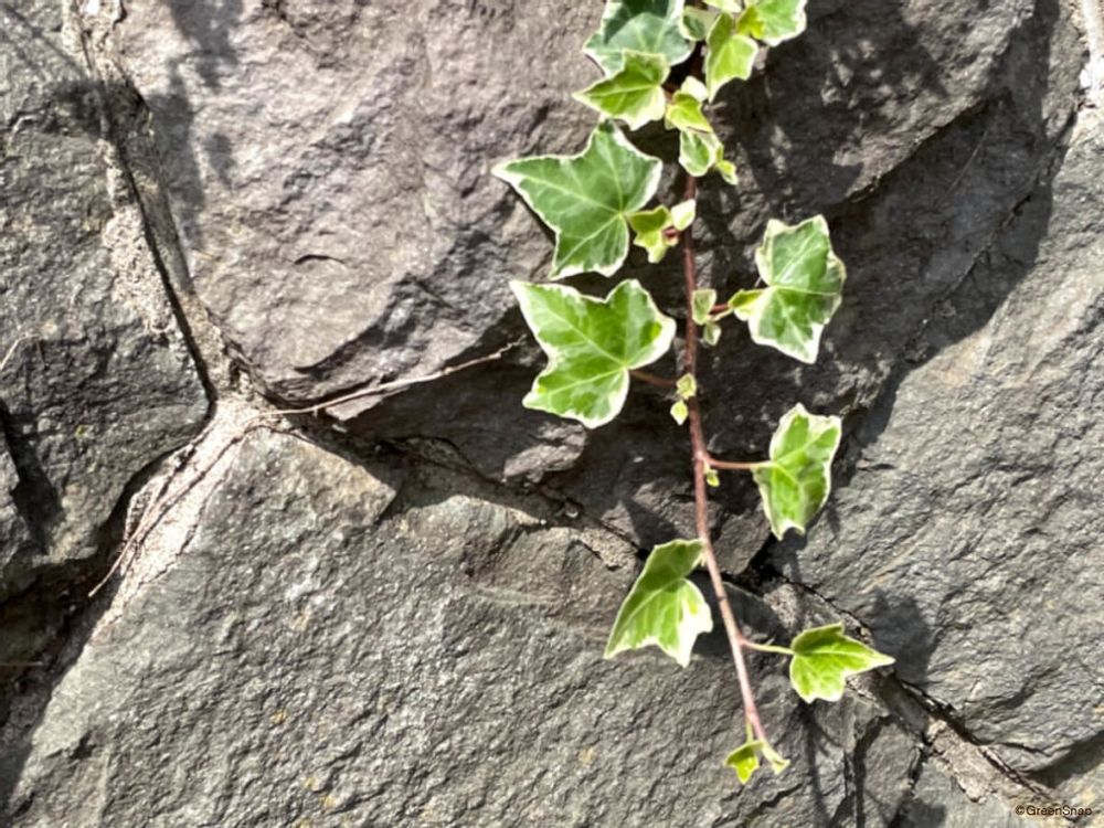 斑入りアイビー ヘデラ セイヨウキヅタ