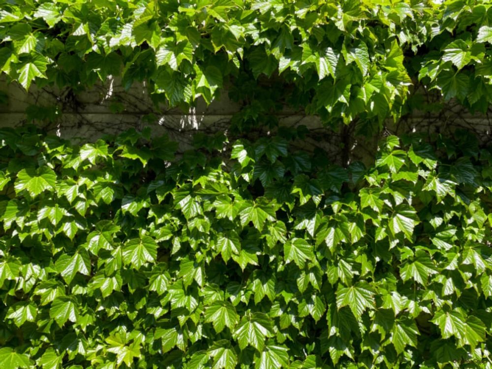 アイビー ヘデラ セイヨウキヅタ