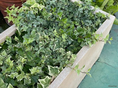 アイビー ヘデラ の育て方 植え替えと剪定の方法は 枯れる原因と対処方法はなに Greensnap グリーンスナップ