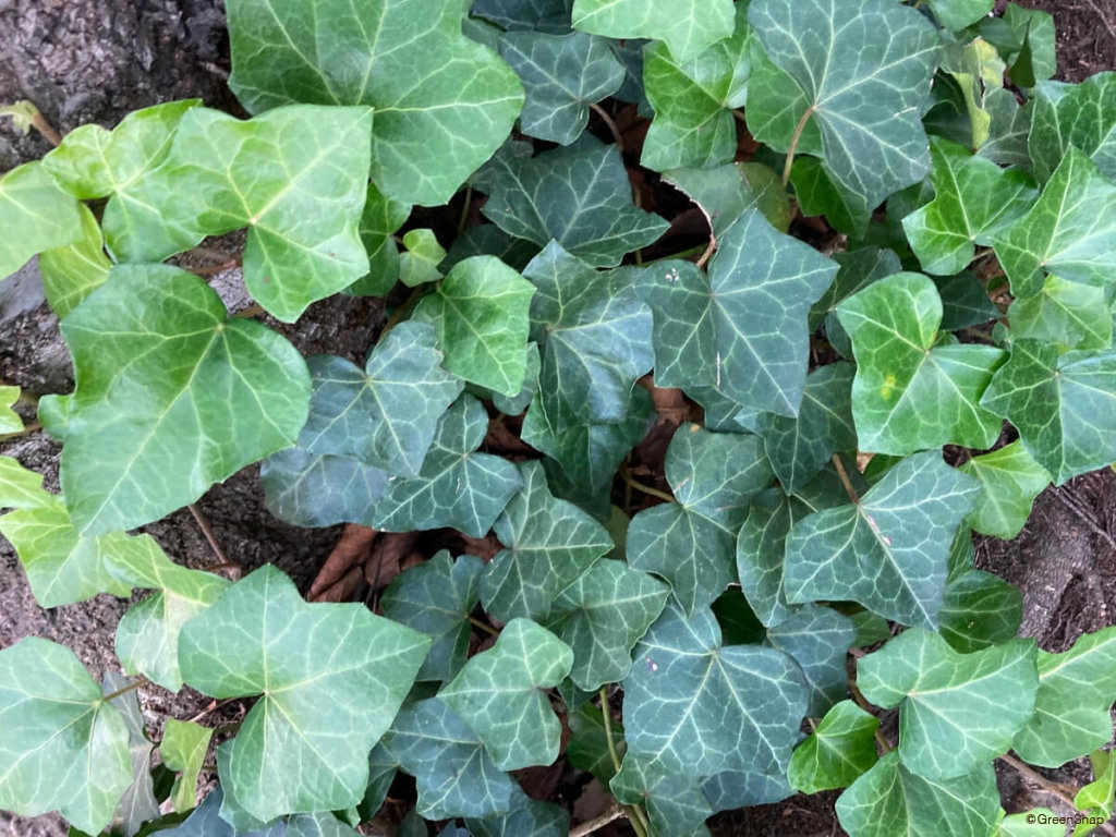 アイビー　ヘデラ　セイヨウキヅタ