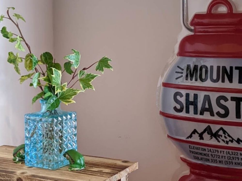 斑入りアイビー ヘデラ セイヨウキヅタ