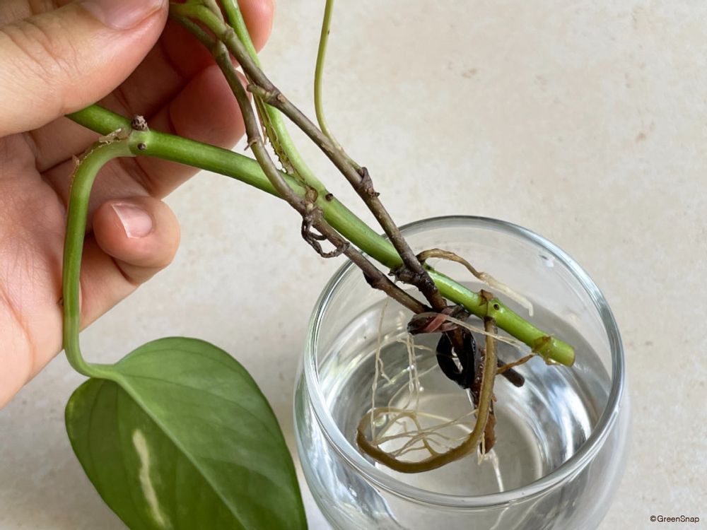 ポトス 水挿し