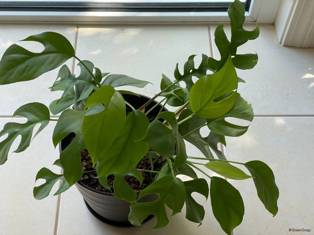 モンステラ・アダンソニー(ヒメモンステラ)