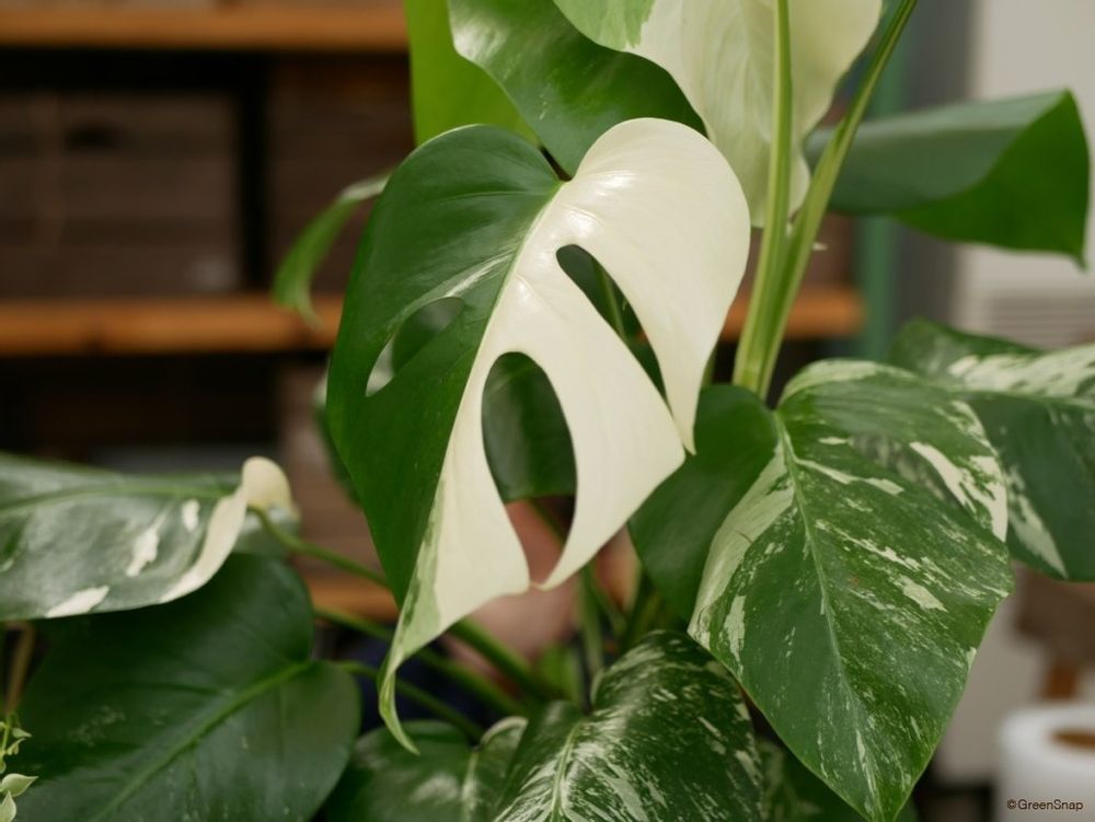 斑入りモンステラ アダンソニー・バリエガータ