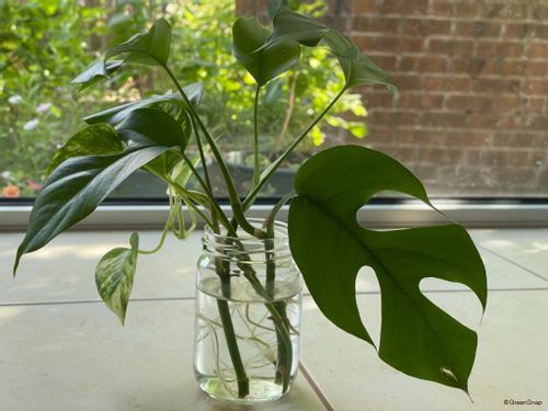 モンステラの増やし方 株分け 挿し木 茎伏せ 水挿しの失敗しない方法は Greensnap グリーンスナップ モンステラの増やし方 株分け 挿し木 茎伏せ 水挿しの失敗しない方法は Greensnap グリーンスナップ