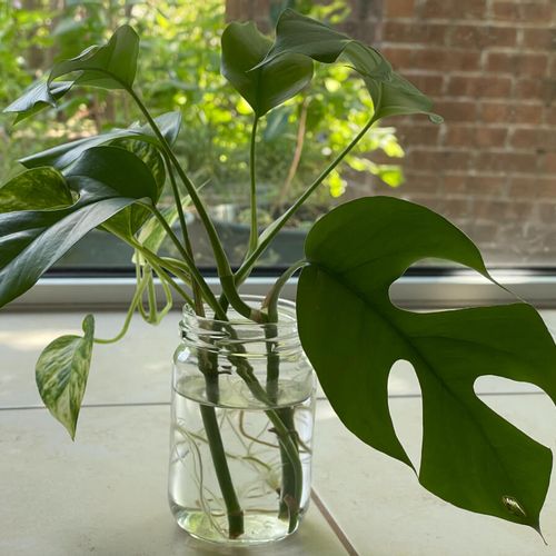 モンステラの増やし方 株分け 挿し木 茎伏せ 水挿しの失敗しない方法は Greensnap グリーンスナップ