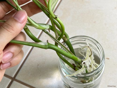 モンステラの増やし方 株分け 挿し木 茎伏せ 水挿しの失敗しない方法は Greensnap グリーンスナップ モンステラの増やし方 株分け 挿し木 茎伏せ 水挿しの失敗しない方法は Greensnap グリーンスナップ