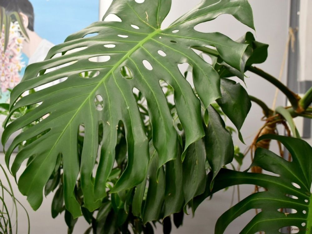 モンステラ・デリシオーサ