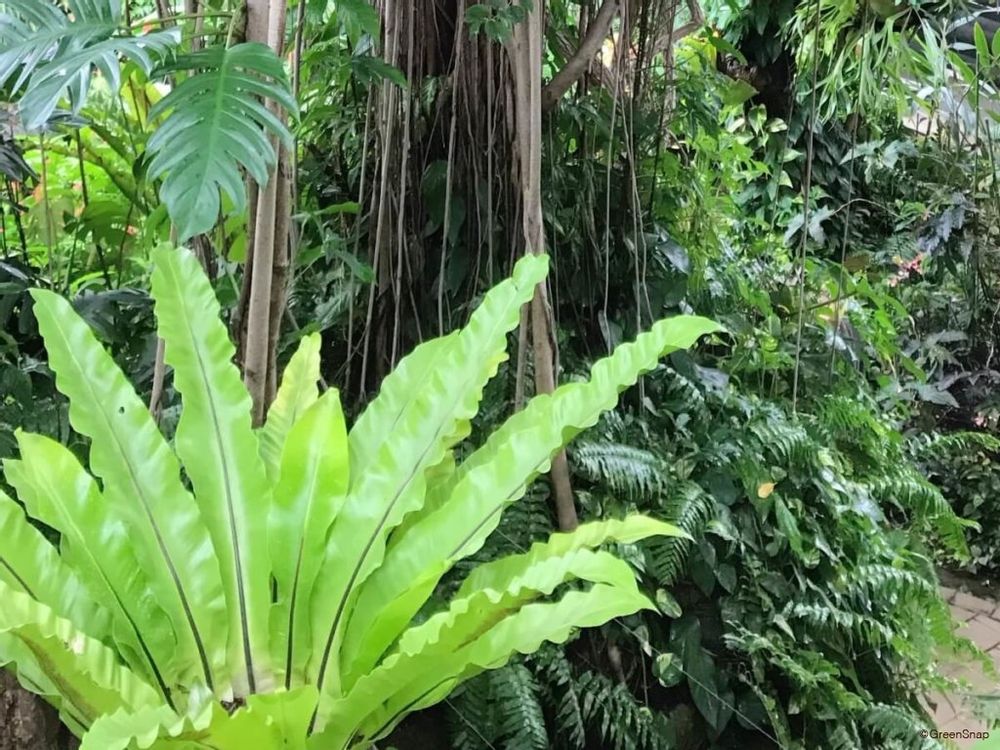 オオタニワタリ アスプレニウム