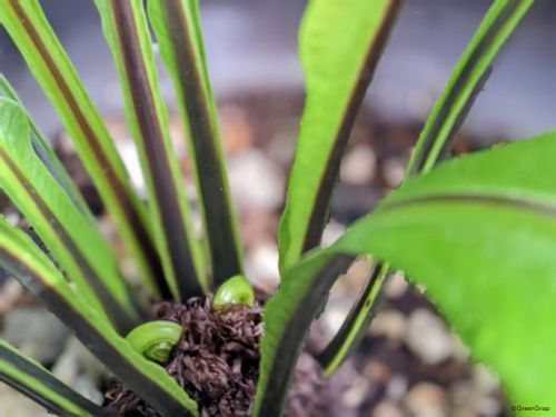 オオタニワタリ アスプレニウム の育て方 観葉植物として長く楽しむコツは Greensnap グリーンスナップ
