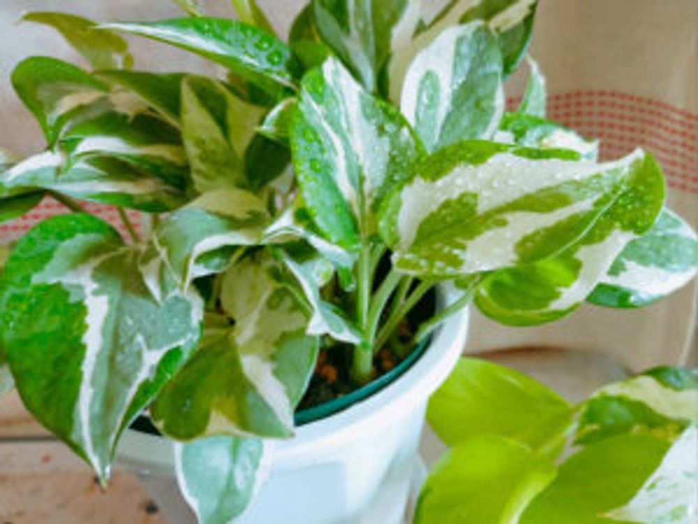 ポトスエンジョイ