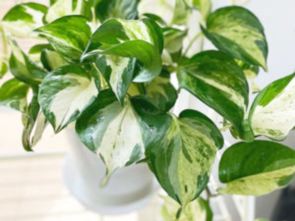 ポトスステータス